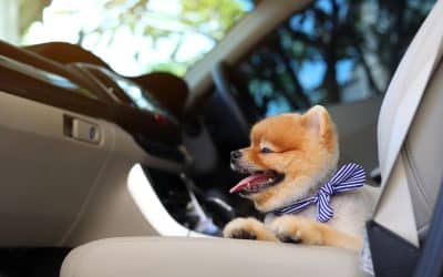 VacaySaver Offers Dog-Friendly U.S. Travel Destinations